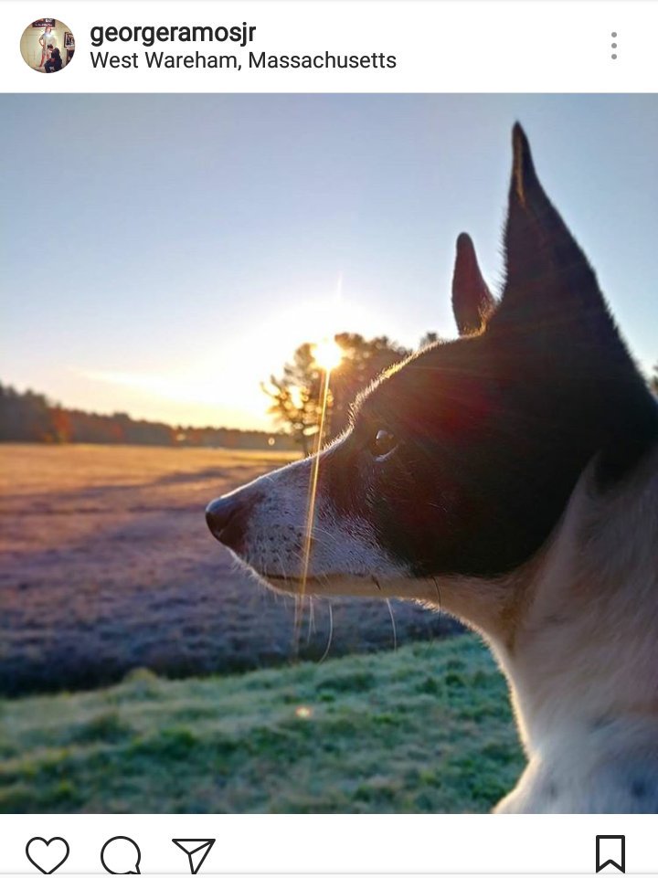 GeorgeWjar's tweet photo. I'm usually not one for #National anything day but this one I had to share. Adopt! It will change you in ways you didn't realize. Thanks to the miracle workers at Waccamaw Animal Shelter down in Conway, SC for #RascalTheWonderDog #NationalAdoptAShelterPetDay https://t.co/acZSYvL3HX