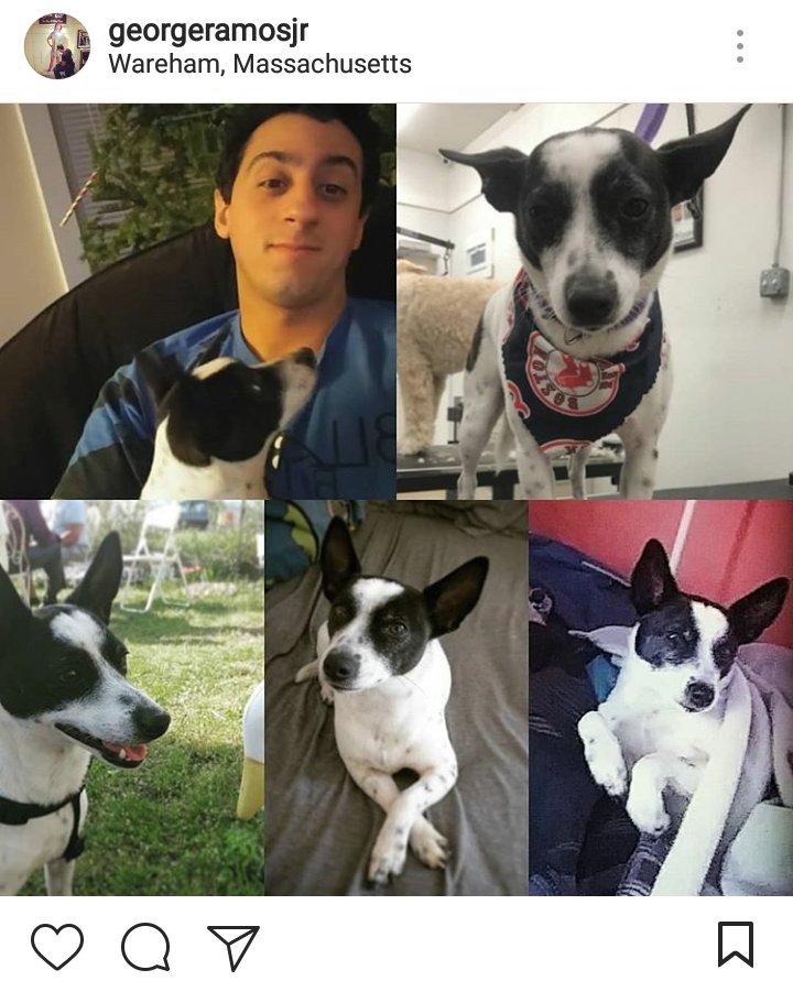 GeorgeWjar's tweet photo. I'm usually not one for #National anything day but this one I had to share. Adopt! It will change you in ways you didn't realize. Thanks to the miracle workers at Waccamaw Animal Shelter down in Conway, SC for #RascalTheWonderDog #NationalAdoptAShelterPetDay https://t.co/acZSYvL3HX