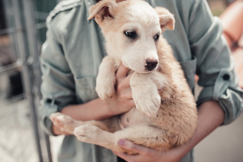 DogsRescueC's tweet photo. PARA ADOPCION: 🆘📢
cachorr@s abandonados!!!
necesitan un hogar dónde crecer en familia cada un@ y darte una vida feliz😀
machos y hembras
☎️698 298 985
#perros @perezreverte #ADOPTA @adoptaES #Adopta #adoptar #Feliz1demayo #Mascotas #masterchef #contigoAitana #eurovision https://t.co/yZoqBc3STl