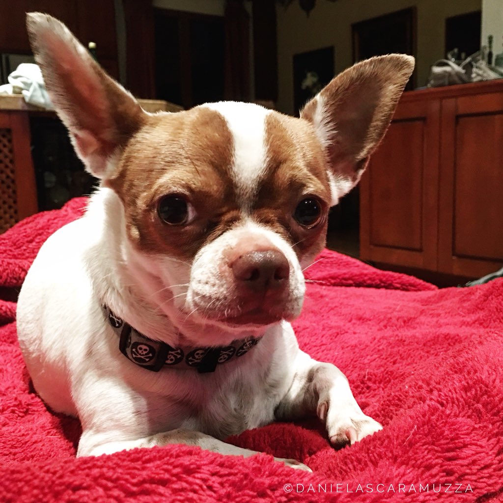 #chihuahua mix  little Frankie! 😘 #doggy #mutt #AdoptDontShop