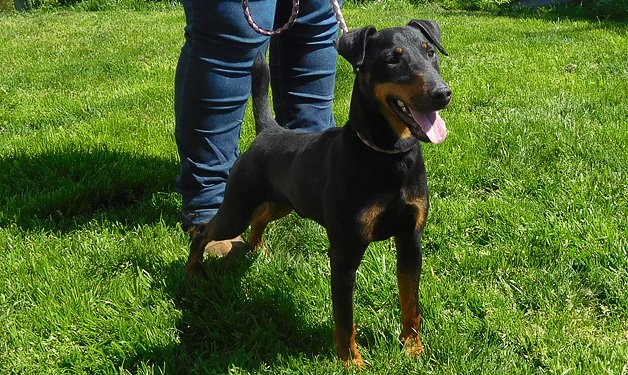 SPA_Montlucon's tweet photo. A l'#adoption : 2 nouveaux jeunes #chiens : Ninja, ♂️ croisé #jadg terrier noir et feu et Nanouk, ♂️ croisé #ratier noir au plastron blanc.
✅Identifiés ✅Vaccinés ✅ Castrés
➡️https://t.co/ymYfcvnUaA https://t.co/ekofN5WOmg