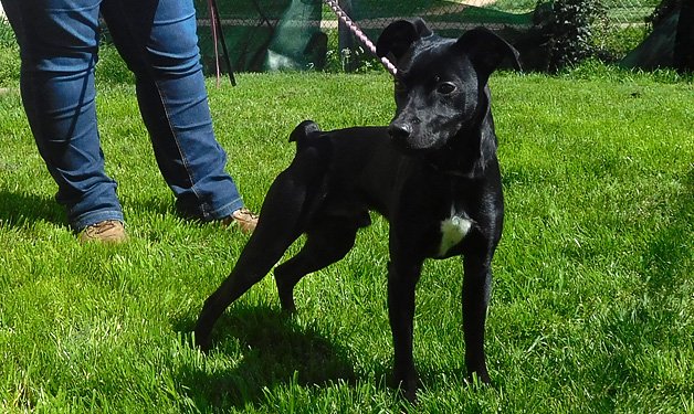 SPA_Montlucon's tweet photo. A l'#adoption : 2 nouveaux jeunes #chiens : Ninja, ♂️ croisé #jadg terrier noir et feu et Nanouk, ♂️ croisé #ratier noir au plastron blanc.
✅Identifiés ✅Vaccinés ✅ Castrés
➡️https://t.co/ymYfcvnUaA https://t.co/ekofN5WOmg