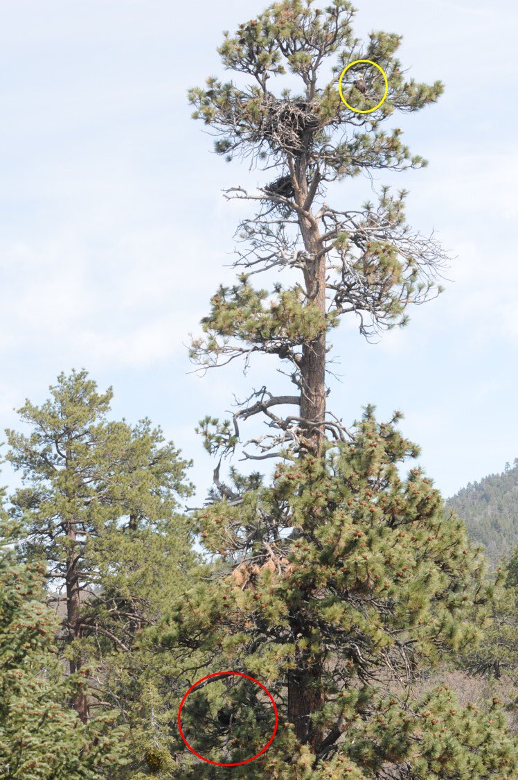 big bear eagle cam