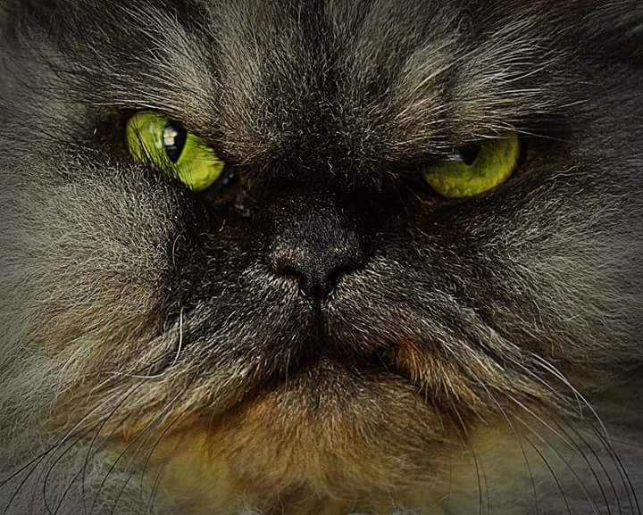 cuddlemykitty's tweet photo. Least that's Monday over! #CatsOfTwitter #cuddlemykitty #freecatsitters #petsitesunite #petsitting #cats https://t.co/JHLAUgigb0