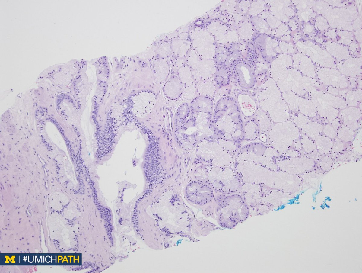 UMichPath tweet picture
