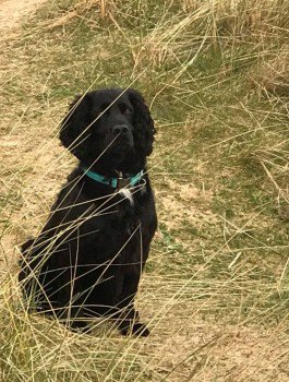 millypod1's tweet photo. 🆘#STOLEN #ScanMe Black Cocker Spaniel Male
Kirtlington Park #Kirtlington #Kidlington #Oxfordshire #OX5
 
PLEASE SHARE
https://t.co/ayQ6N74emA

#OX20 #OX25 #OX26
https://t.co/egmDSxM9fk https://t.co/p4LhZhAJa5