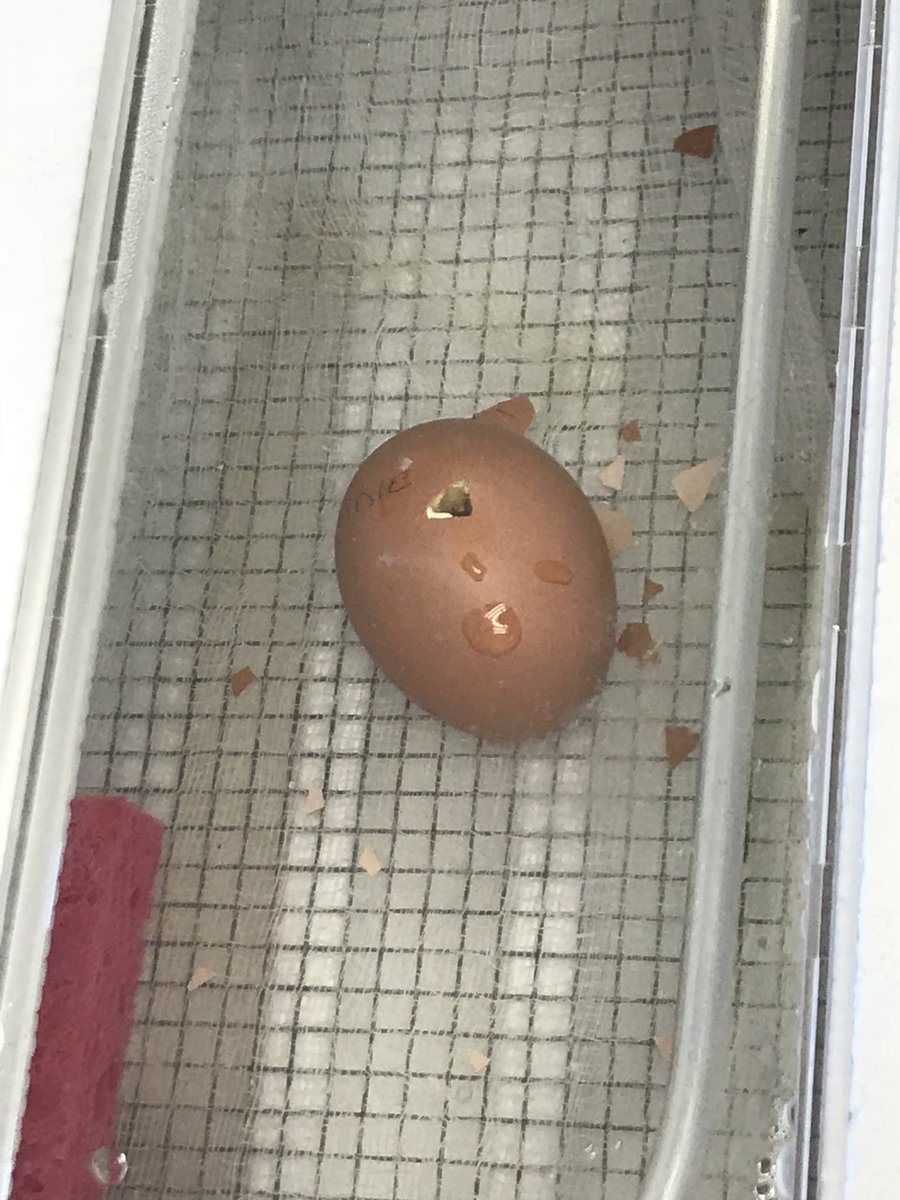 Bethany_Moore12's tweet photo. What an exciting day at Triangle... besides watching our robotics team compete at the WORLD competition- we have chicks hatching in the library! #triangletigers https://t.co/uLOwWWPTj5