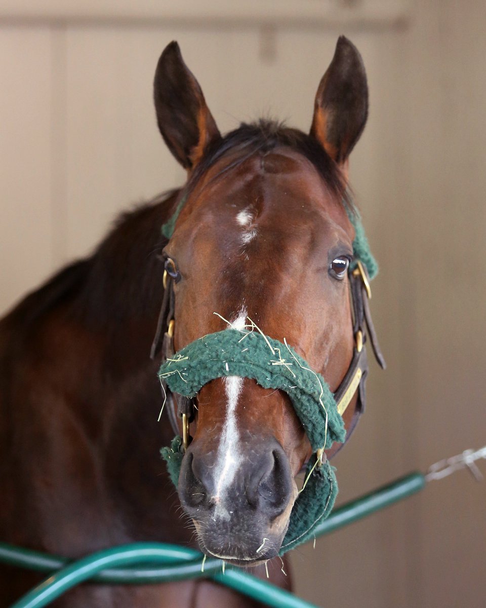 KentuckyDerby's tweet photo. Some new faces on the @ChurchillDowns backside today.

📸: Firenze Fire, Bolt d'Oro, Justify and Solomini https://t.co/MSV6yPhx4p