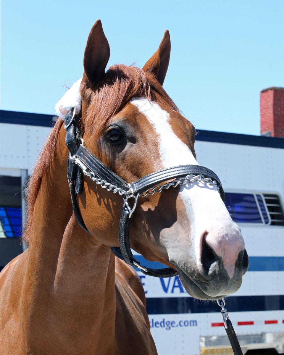KentuckyDerby's tweet photo. Some new faces on the @ChurchillDowns backside today.

📸: Firenze Fire, Bolt d'Oro, Justify and Solomini https://t.co/MSV6yPhx4p