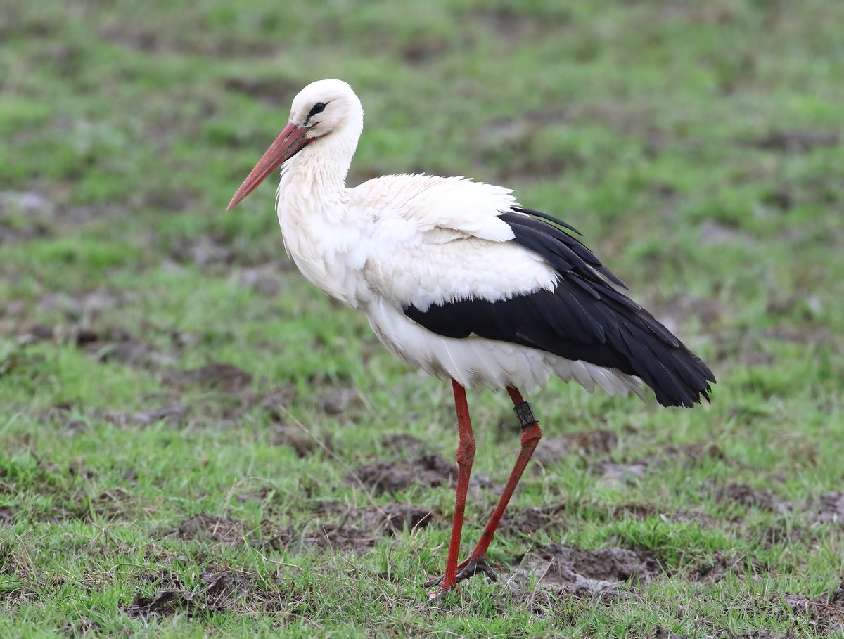 Lee Fuller tweet media