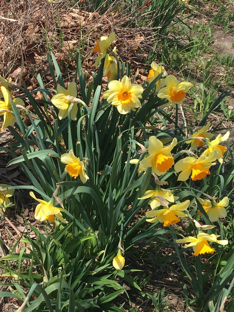 ExploreElgin's tweet photo. We just went for a walk on our lunch break and the spring flowers are starting to bloom in downtown #ElginIL. We are anxiously awaiting the tulips!   >>> These daffodils were spotted across from @ElginTower Building. #ExploreElgin https://t.co/5y55wI3U21
