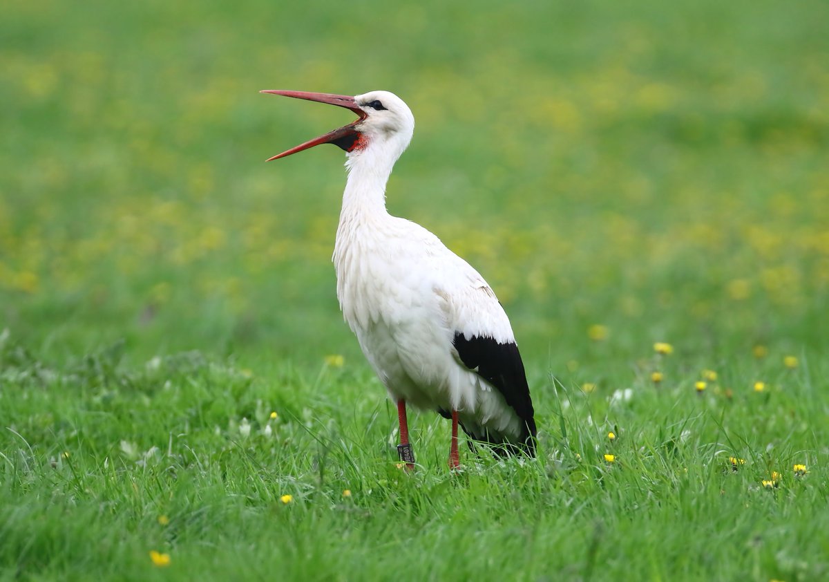 The (Dutch Ringed) White Stork taken yesterday in the New Forest. Showed well.