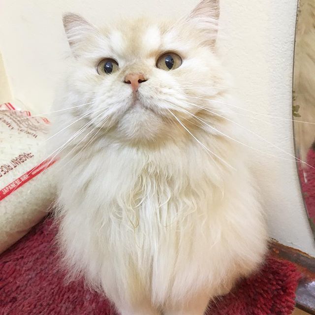 meepothecat's tweet photo. When you know food is comingg 😽🤣❤️❤️🤤
.
.
.
.
#meepocat #cat #cats #catsofinstagram #catstagram #cute #kitten #topcatphoto #adorable #catlover #bestmeow #gato #meow #fluffy #instacat #petsagram #kawaii #catoftheday #ilovemycat #catlovers #we_love… https://t.co/mjshliZltY https://t.co/F0SK5xjIK9