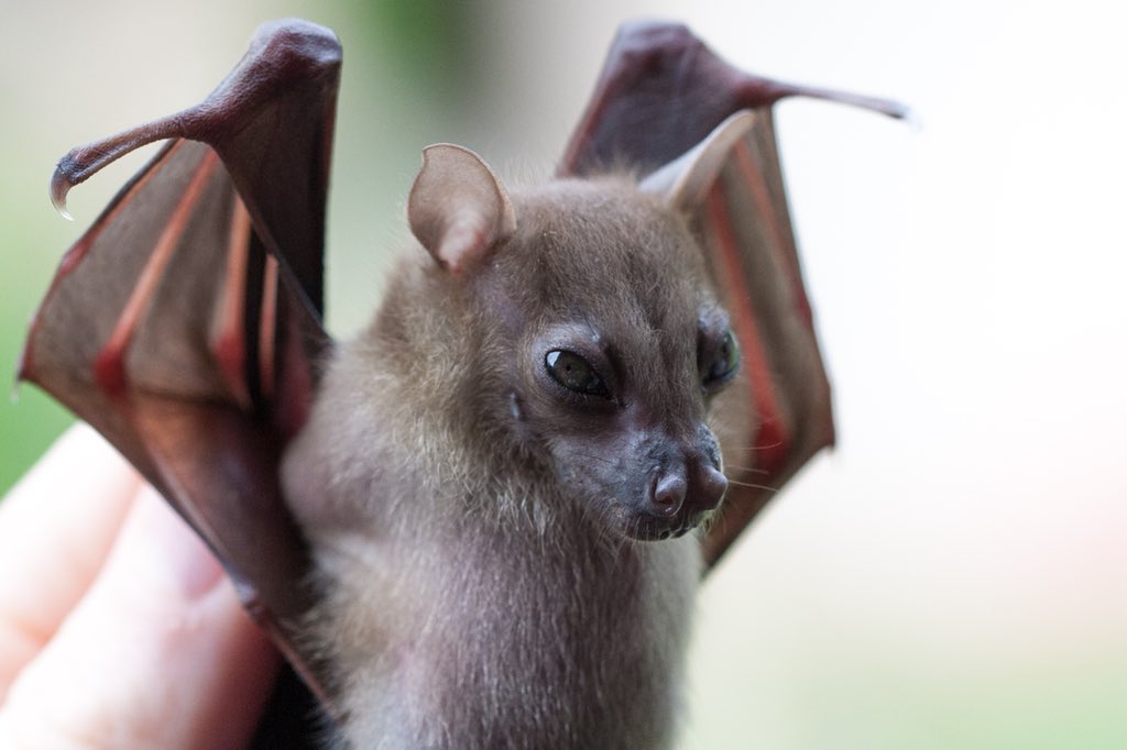 davehb@mastodon.online on X: @DarkestKale The largest bat I've ever  handled isn't that big by tropical bat standards, fruit bats get pretty  huge. However my traps catch bats in the rainforest understory, and