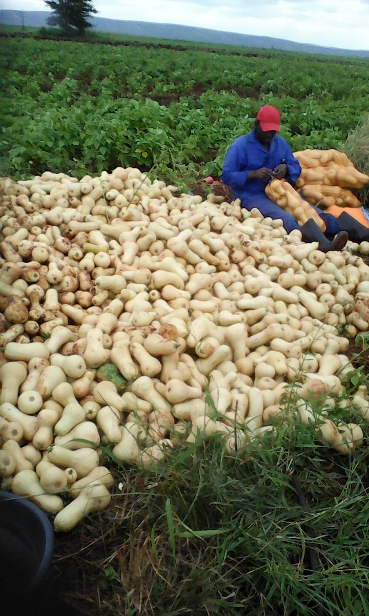 iammaximusaurum's tweet photo. We supply all around KZN if you need one please send an email to thanditeresa@gmail.com or DM me 

SUPPORT BLACK WOMAN !!!

#LandDebate  #MooiRiver https://t.co/0dkhEMWegA