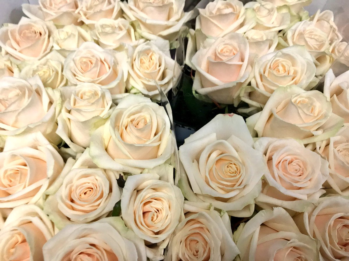 centralfloral's tweet photo. Loving these cream roses called Myllena by @bergroses #bridalflowers #creamrose A great alternative to Vendella and a much large head also. https://t.co/gyIzZBmL1S