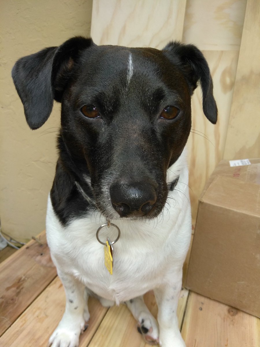 HasBeensOfRadio's tweet photo. #NationalAdoptAShelterPetDay 
I loved him the moment a saw him.
It killed me to see him in a cage, so I brought him home with me almost 5 years ago. 
#JRT. #AdoptADog #JackRussellTerrier #AdoptDontShop https://t.co/h03rIVCuD1