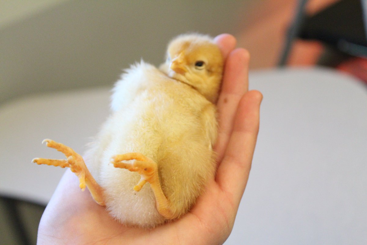 Check out our Facebook page for a collection of photos from the month of April! Experience CHS through the lens of our cameras!