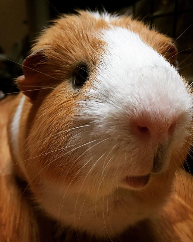 baileyandrushie's tweet photo. I’ve got a little somethin on my nose 😂
#cuteguineapigs #cuteguineapig #guineapig #guineapigs #guineapiglove #guineapiglover #guineapiglife #guineapiglovers #guineapigsofig #guineapiggies #rushie #cutepets #pets #petsofig #petlife #guineapigsrock #cuteanimals #animals #guine… https://t.co/r6QVCQVDEg
