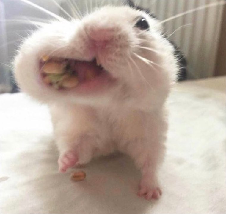 bebi_fernandez's tweet photo. La gente: lo de que te entra hambre cuando te va a bajar la regla es una falacia no es real. 
Yo: ENCGFEGIO?? https://t.co/40oJNS14lq