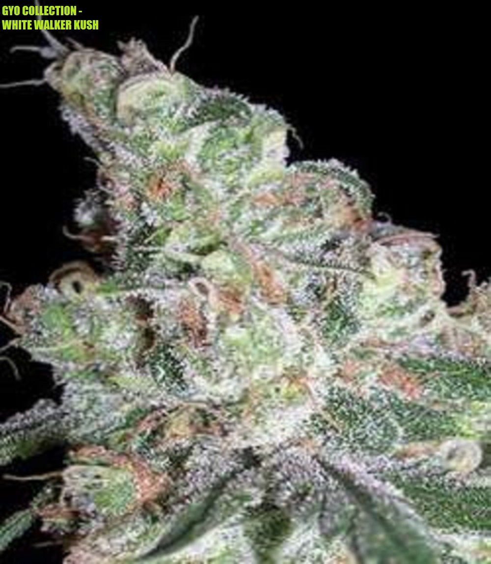 420cannabisseed's tweet image. White Walker Kush