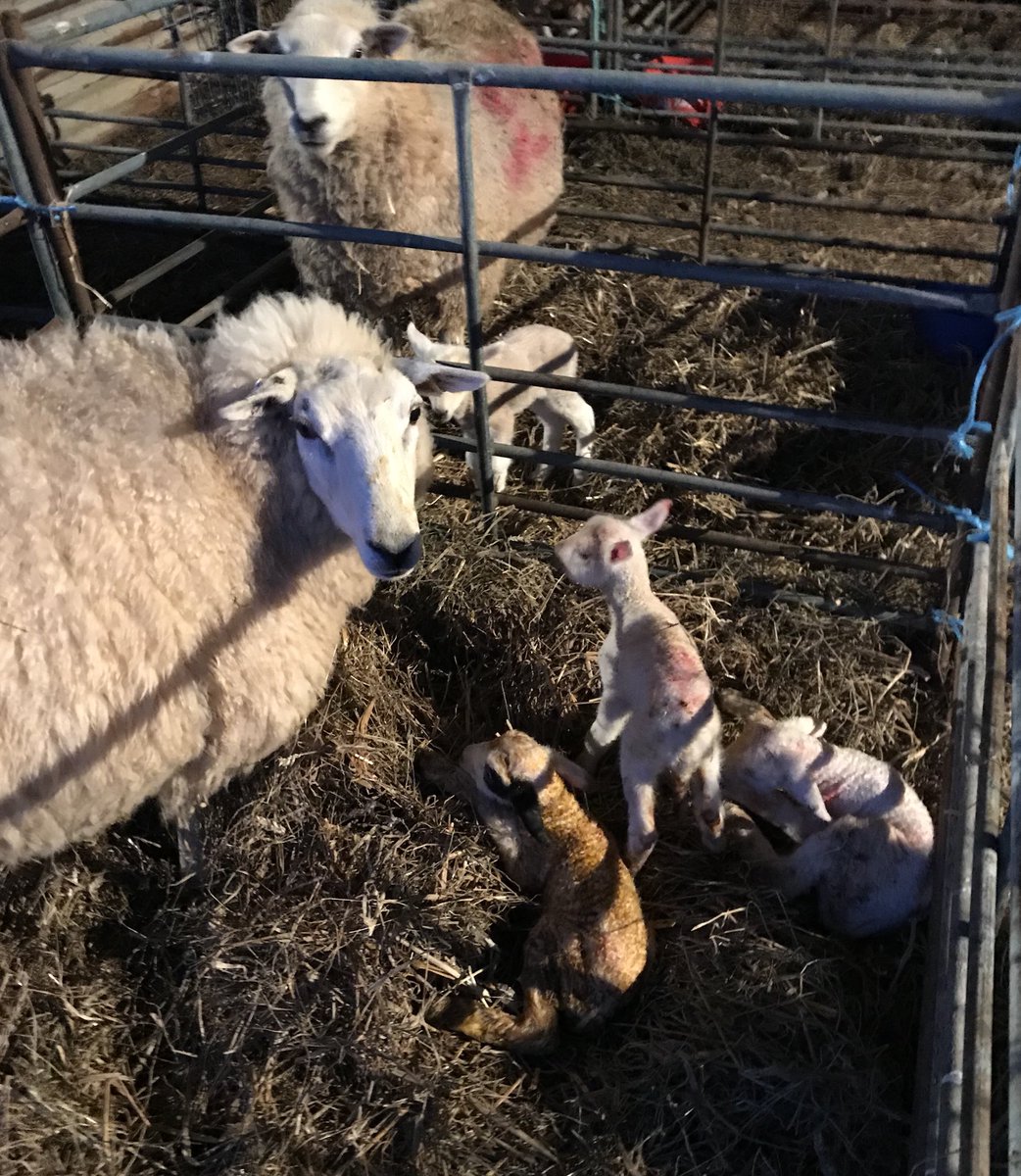 FarmShopOrganic's tweet image. 3! All lambed in the field but as it’s so cold, she’s a first time mum and there’s a fox on the prowl, Oli has brought them in for the night. 
#shepherding