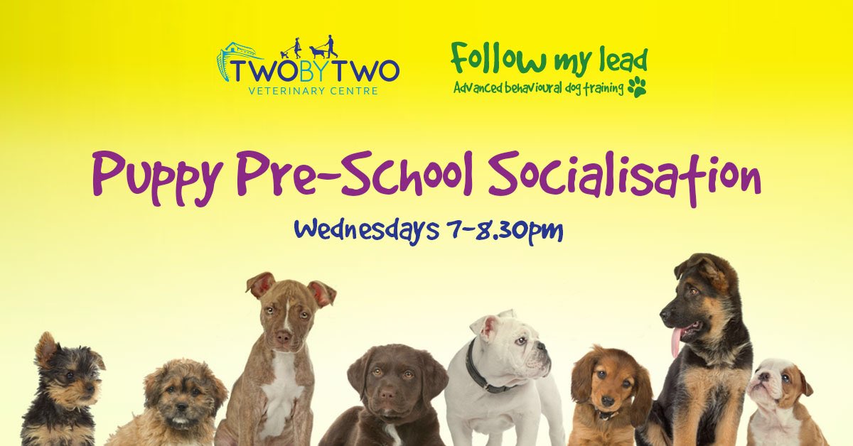 xVIVIENNEx's tweet photo. *New* Puppy Pre-School is opening in #Finchley at Two By Two Vets, starting Wednesday eve 16 May. More info: https://t.co/6S0XLP44j4 #northlondonhour https://t.co/oNzYDJNe1d