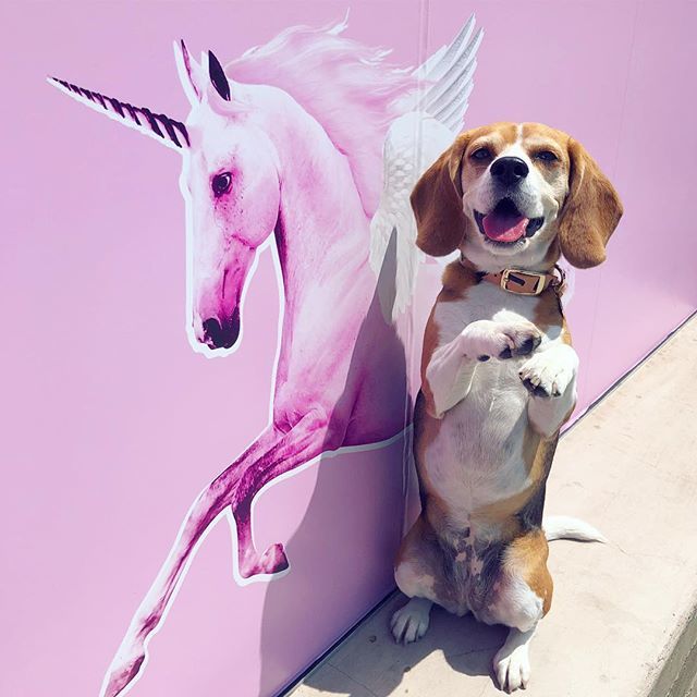 Found my spirit animal! 🦄💕 ift.tt/2vZIANe