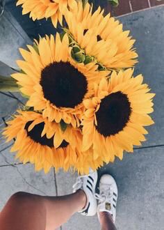 Sunflowers 🌻 tweet media