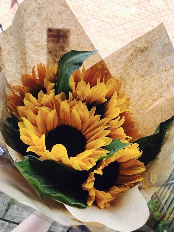 Sunflowers 🌻 tweet media