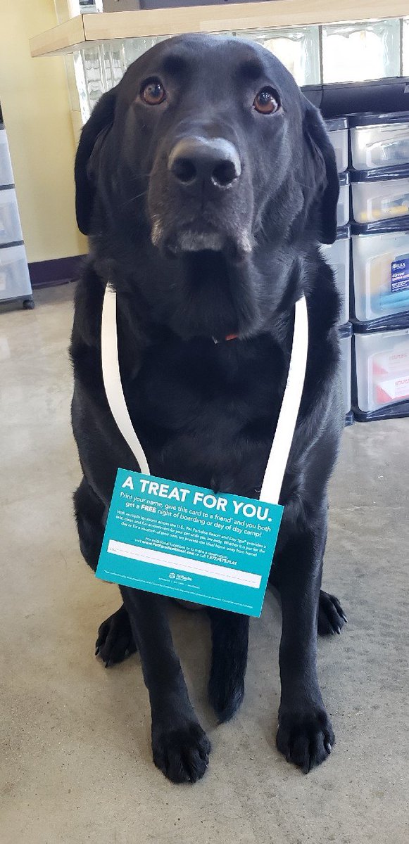 PPRPlano's tweet photo. "If you tell them I referred you, then we both get a free night stay." -Gracie
#customerreferralprogram #freenightofboarding #petparadisepremier https://t.co/2HMuDHGvs0