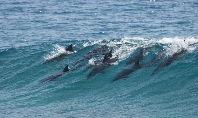 supconnect's tweet photo. Must watch! Viral video of paddle boarder getting knocked off board by a dolphin: https://t.co/4arB20HqDe https://t.co/J1VLGr7RG2
