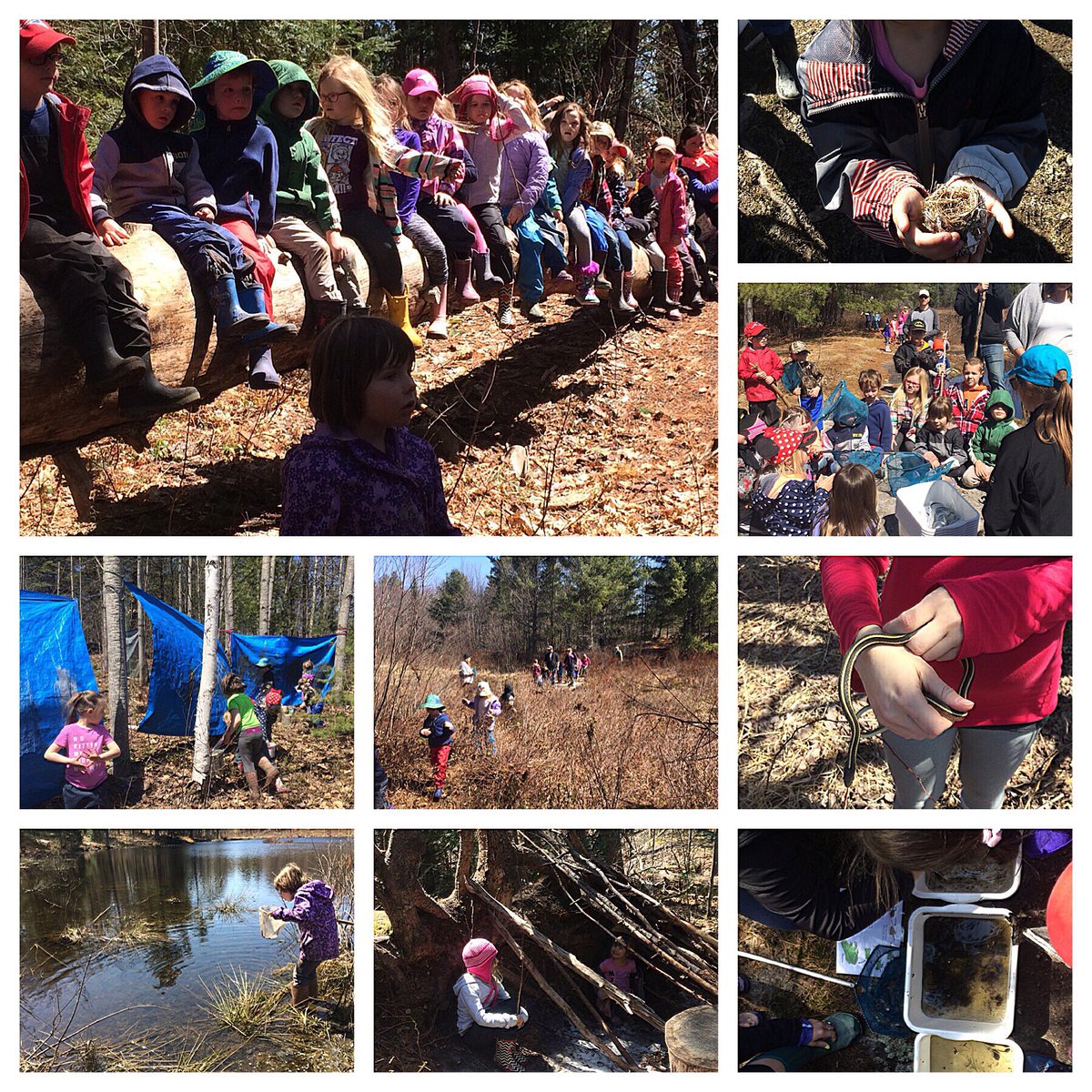 meljmaxwell's tweet photo. G8 day of explorations @GreatMooseAdv w/ pond dipping, snakes, nests &amp; mud painting. TY to volunteers who put our littles 1st. #tldsblearns https://t.co/ClZYmYXbBA