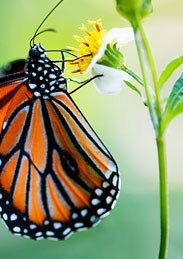 joyfulng's tweet photo. @UlrikaNyberg Happy new week Ulrika! 🌼🦋 https://t.co/CGwGdznwyC