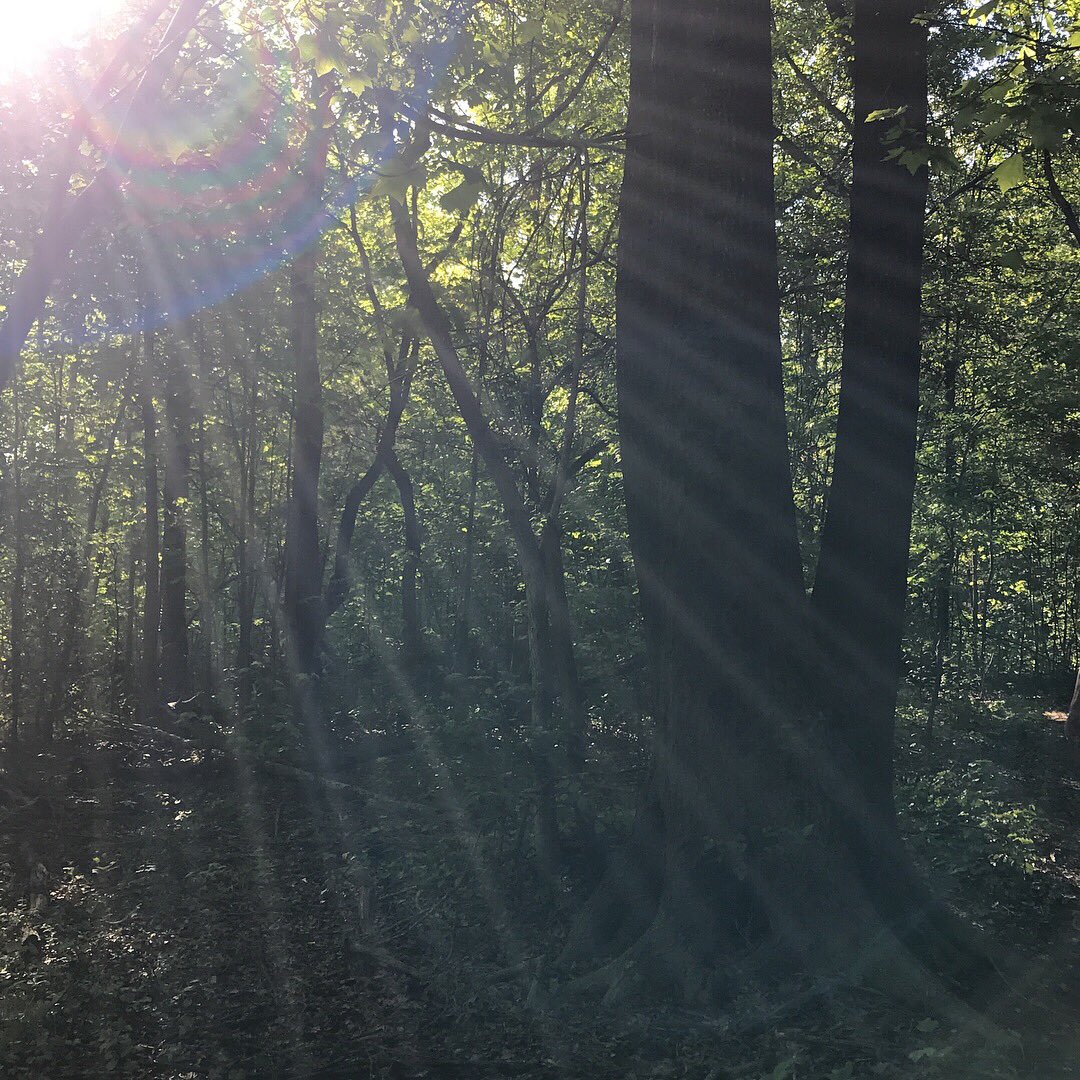 ChereeCarter12's tweet photo. Beautiful ray of sunshine caught playing through the trees.... https://t.co/ABO2GXCQNA
