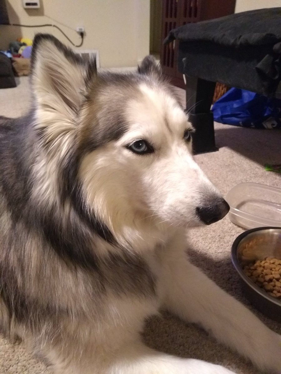 AWalk_Husky's tweet photo. If a husky howls at the moon in the woods and there is no one around to hear it, did the husky actually howl? #philosohusky https://t.co/Pd7iuSU10i