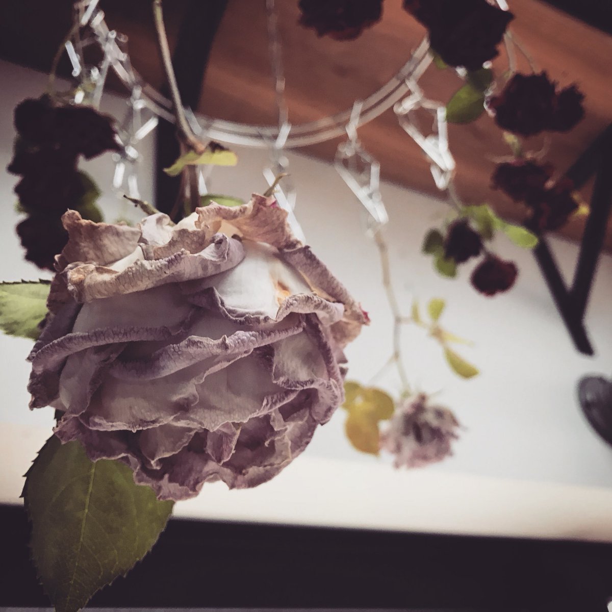 Gallery Hydrangea 5 2 日 まで清水真理個展 Purple Moon 開催中 大きな薔薇もドライにすると小さくなってしまうので少し寂しいです もっと上手になりたいです 薔薇 ステンレススチール ハイブリッドティーローズ ドライフラワー Gallery Hydrangea 5 2 日 まで清水真理個展 Purple Moon 開催中 大きな薔薇もドライにすると小さくなってしまうので少し寂しいです もっと上手になりたいです 薔薇 ステンレススチール ハイブリッドティーローズ ドライフラワー