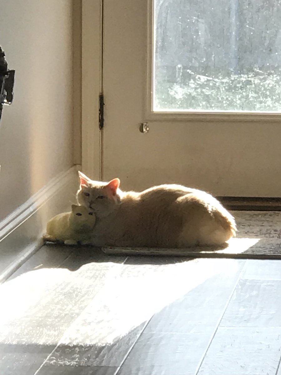 corbear28's tweet photo. in ceramics last year, i made my sister a sculpture of her cat, izzy. a year later it finally made it all the way to her house in LA. today i received these pictures... 😭❤️ https://t.co/KmCQemH4S5