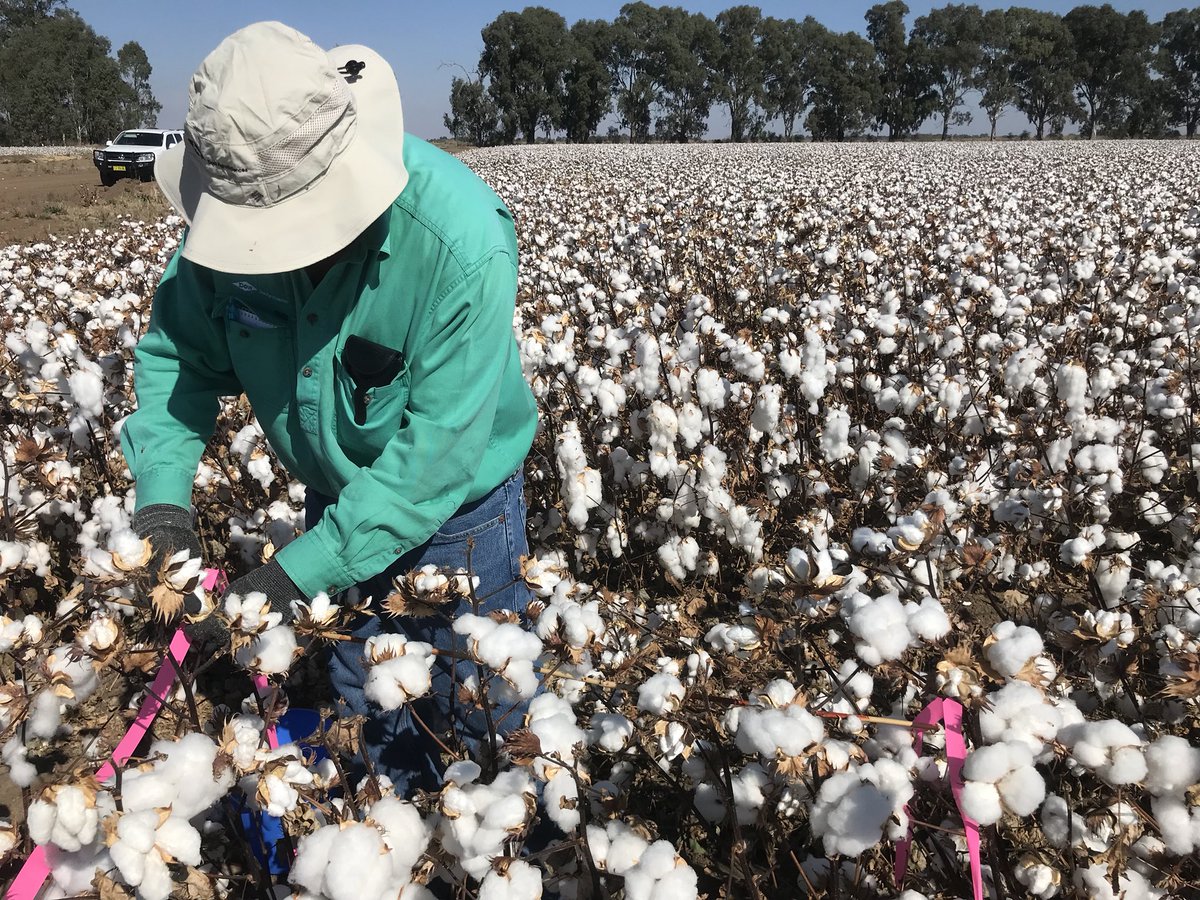 connie_mort's tweet photo. Beautiful day in Coly yesterday picking a trial looking at effect of #Rinskor rice herbicide on cotton - Col Plater’s first cotton trial after all these years! #cotton18 #rice18 https://t.co/M17qwe4yXP