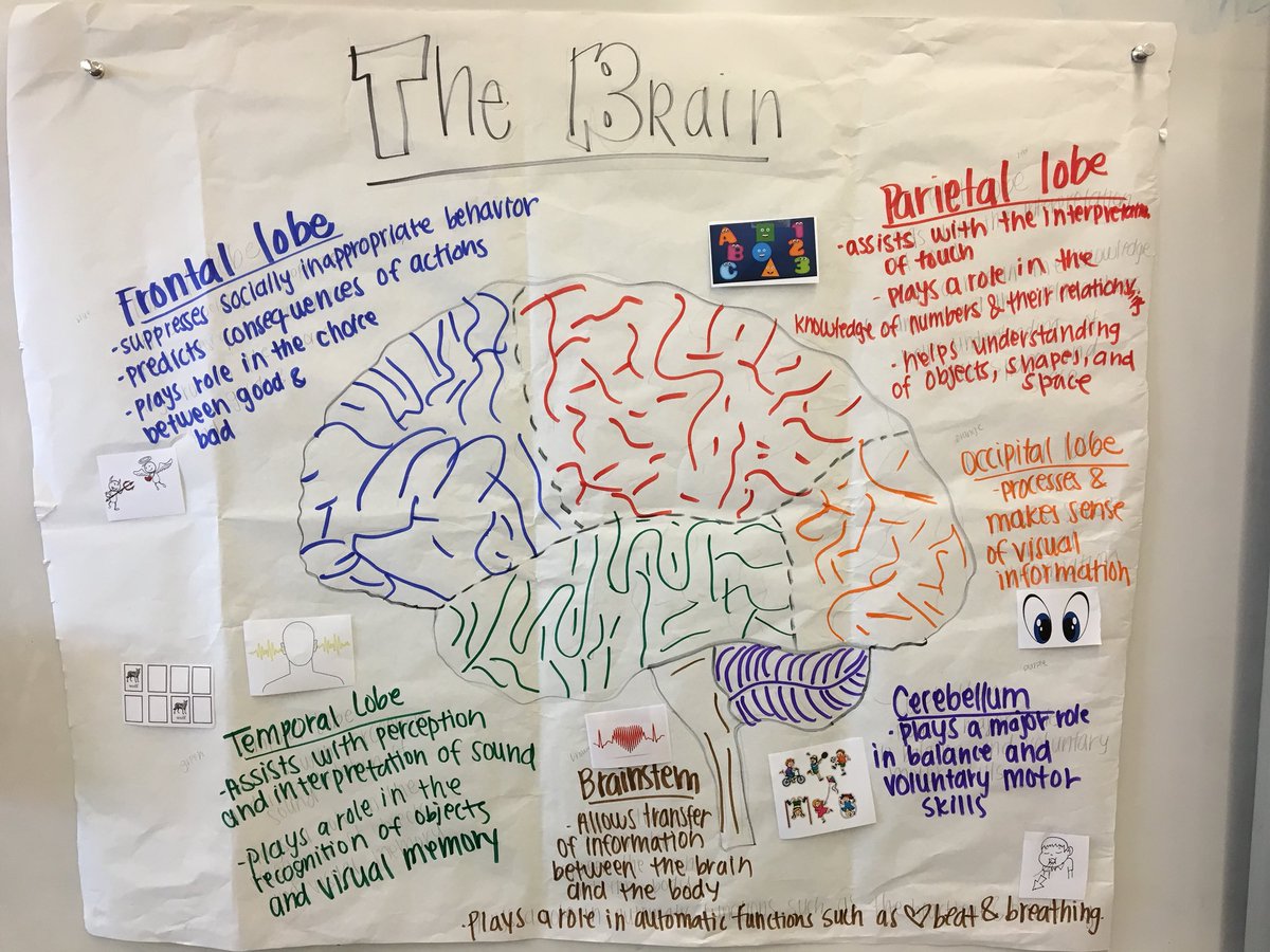 MrsLutzLJE's tweet photo. Our @BeGladTraining Pictorial on the brain is a living poster! We learned, did a #wordcardreview, and then added more on about what we learned from our brain assembly! #ljerocks @ljebullpups https://t.co/DyWwIhCoYW