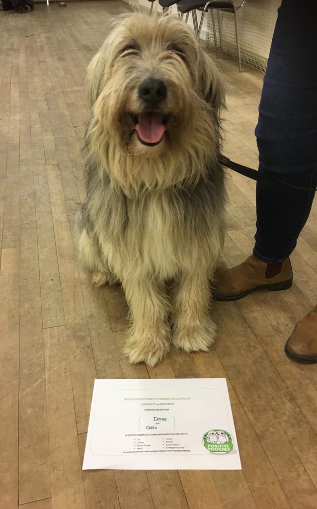 2011DJH's tweet photo. Now look at this photograph and tell me that this dog is not very pleased with himself #rescuedog #rommiedog fun #obedienceclass Intermediate level passed. https://t.co/LdpLYsfOg0