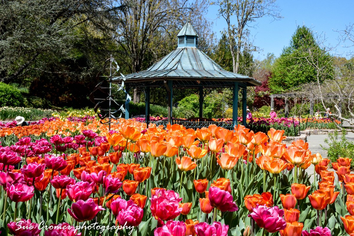 Sue Cromer On Twitter Tulips In The Brookside Gardens In