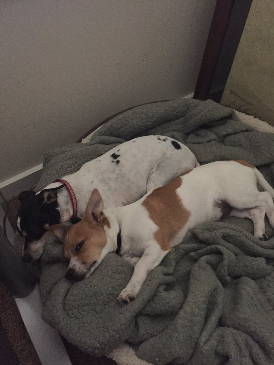 Hamilton and Hunter, two ridiculous shelter pups who like to spoon, wish you a restful and happy #NationalAdoptAShelterPetDay #amwriting