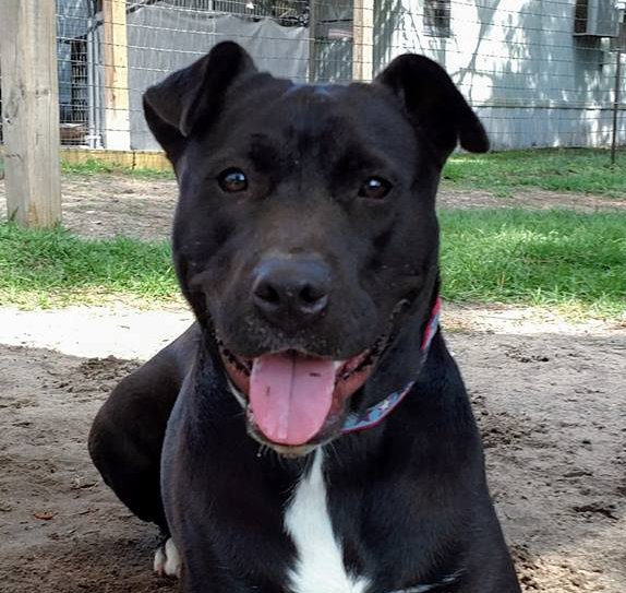 AlaquaRefuge's tweet photo. Introducing Lovejoy, a 2 yr old American Bulldog mix. #lovestoplay #sweetpersonality #NationalAdoptAShelterPetDay https://t.co/VT0RXUktde