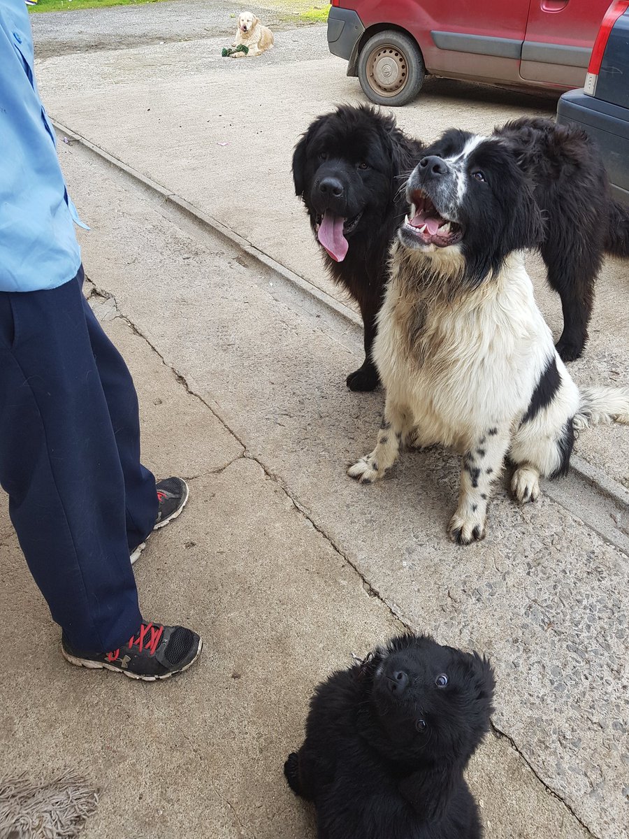 Hanging with Monty, Darcey &amp; <a href="/PotterPuppy/">AutismService Potter</a> <a href="/mycaninecompani/">My Canine Companion</a> #autism #ServiceDog #Newfie #puppy #Newfoundland #ASD #Aspergers