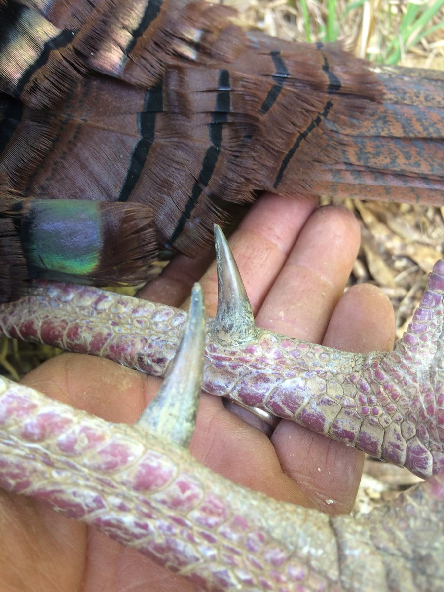 bledsoestephen's tweet photo. Last day of turkey season, and I did what any good Dad would do..... checked Jax out of school to kill this stud!!! #hooks #thunderchicken https://t.co/HyU237Idal