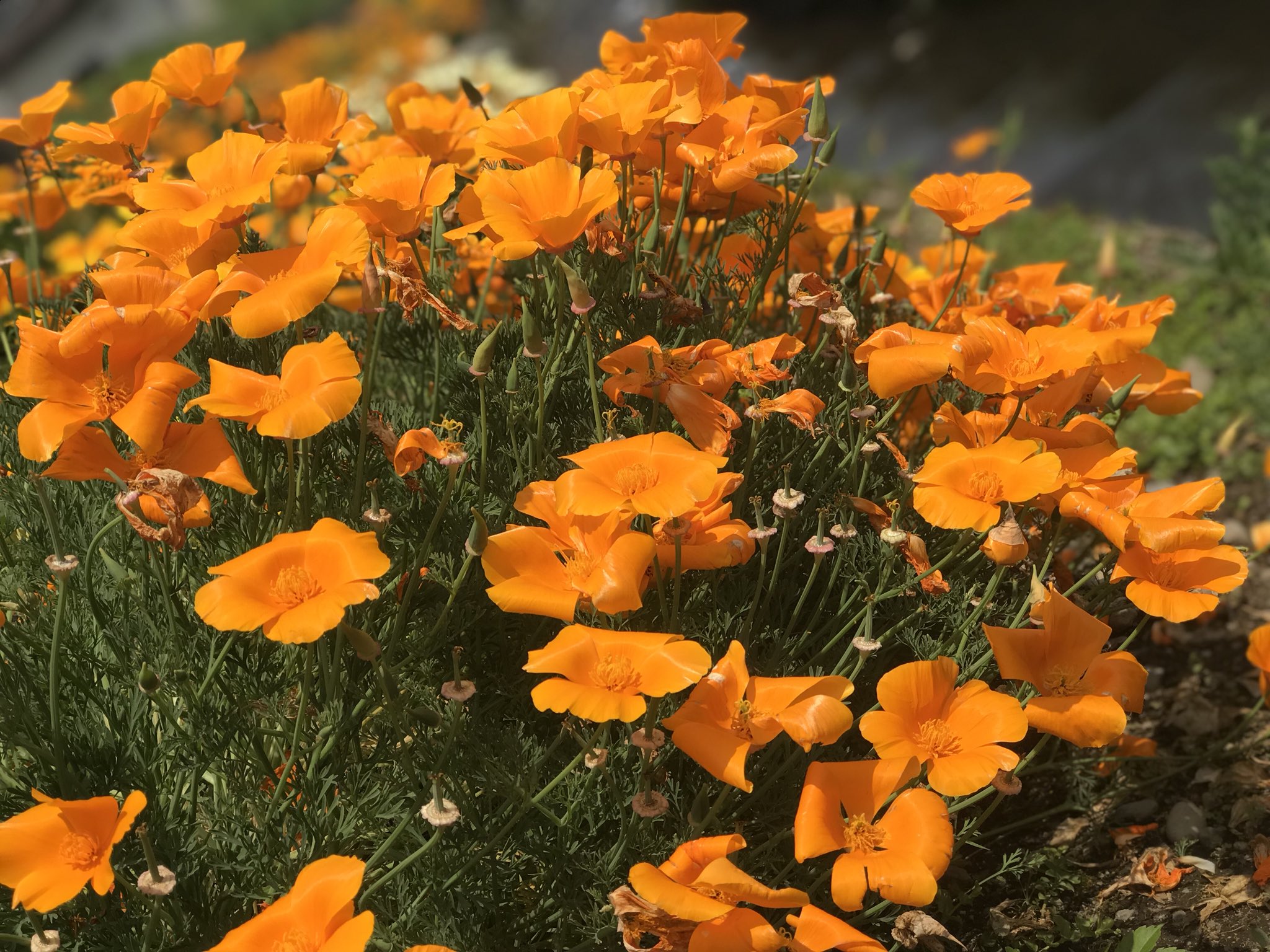 Yayoi ハナビシソウ 花菱草 Eschscholzia Californica California Poppy 花言葉 希望 Yayoi ハナビシソウ 花菱草 Eschscholzia Californica California Poppy 花言葉 希望
