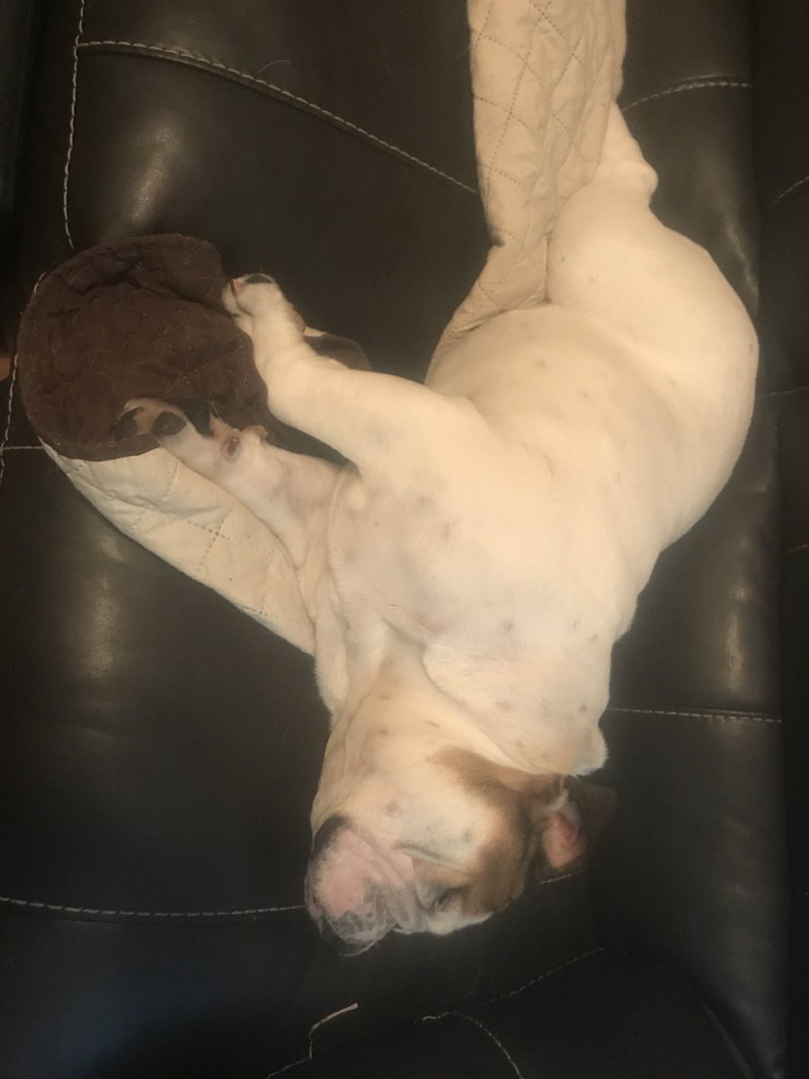 mbbbow's tweet photo. @DrakeUGriff @blakeboldon Bow-z has been the same way https://t.co/JwFpEeVBMy
