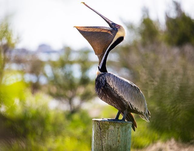 BenCoyPhoto's tweet photo. Ahhhhhhhhhhhhhhh.... Found this #pelican cleaning himself on a piling in #MurrellsInlet. All of a sudden he just opened up. #birdsofinstagram #funnybird #nature #ig_great_pics #ig_nature #ig_birds @discover_sc #lowcountry https://t.co/c2okD3eqjY