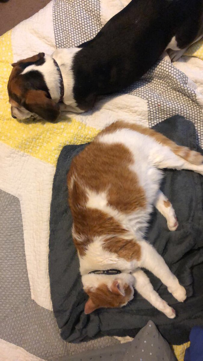 You can’t buy love, but you can rescue it! Happy national adopt a shelter pet day from these cuties! ❤️ #adopted #NationalAdoptAShelterPetDay